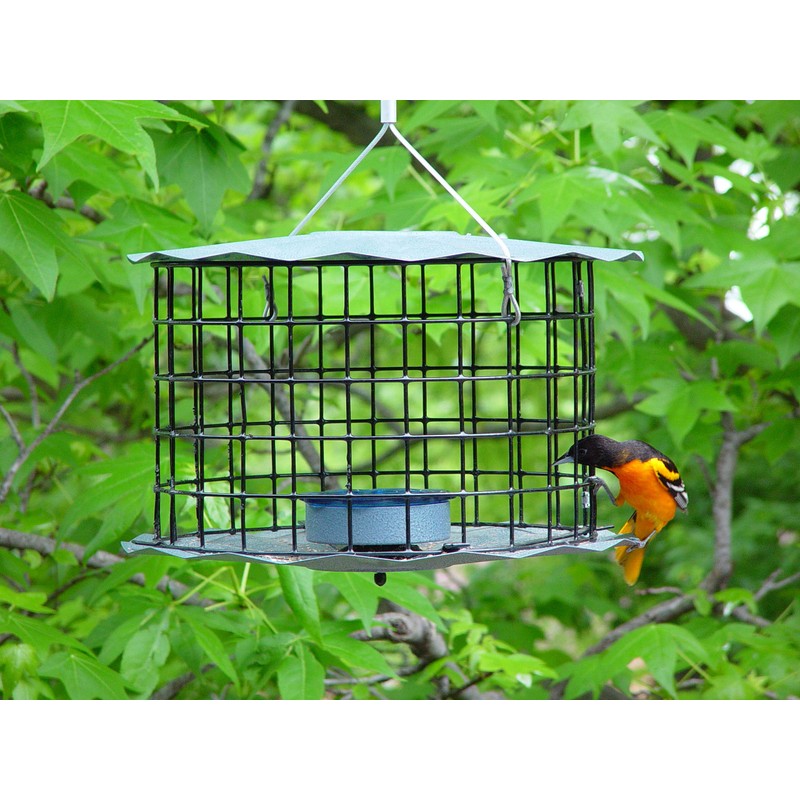 Erva Starling-Proof Barrier Guard Bluebird Feeder with Glass Mealworm Cup