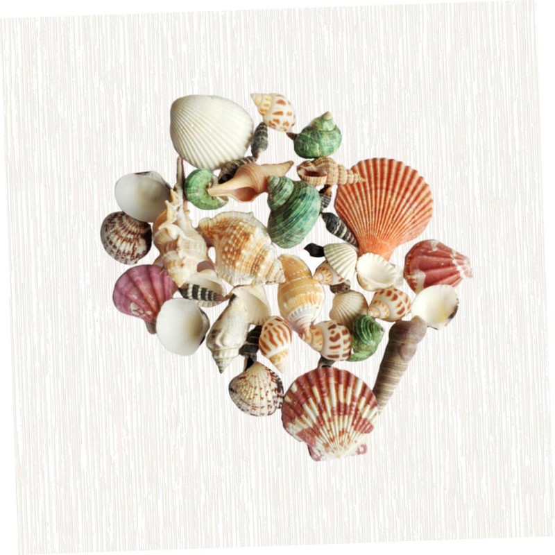 DOITOOL 1pack Natural Shell Conch Fish Tank Landscaping DIY Craft