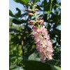 GreenPromiseFarms SHCSRS03 SHCSRS CLETHRA ALNIFOLIA `Ruby Spice`, 3 Size Container