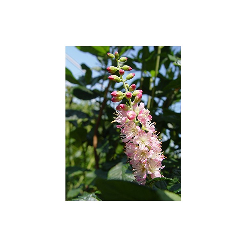 GreenPromiseFarms SHCSRS03 SHCSRS CLETHRA ALNIFOLIA `Ruby Spice`, 3 Size Container