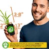 Pandan Live Plant - Pandanus Amaryllifolius - Wellspring Gardens Exquisite