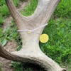 6 PCS Double Scale Antler Measuring Tapes for Deer and