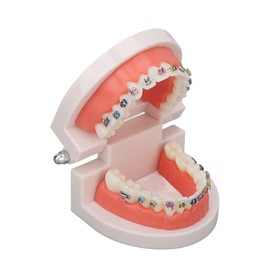 Modelo de Dientes de Tipodonto con Soporte de Metal de Ortodoncia para Laboratorio de Investigación de Enseñanza de Dentista