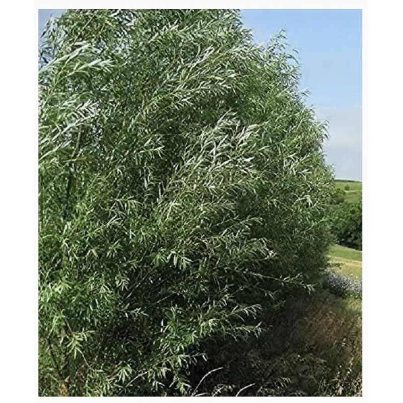 RLH 60 Thick Austree Hybrid Willow Tree Cuttings Fresh Cut
