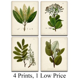 Lone Star Art Vintage Botanical Prints Set of 4 (8x10) Unframed Plant Wall Art Greenery Decor