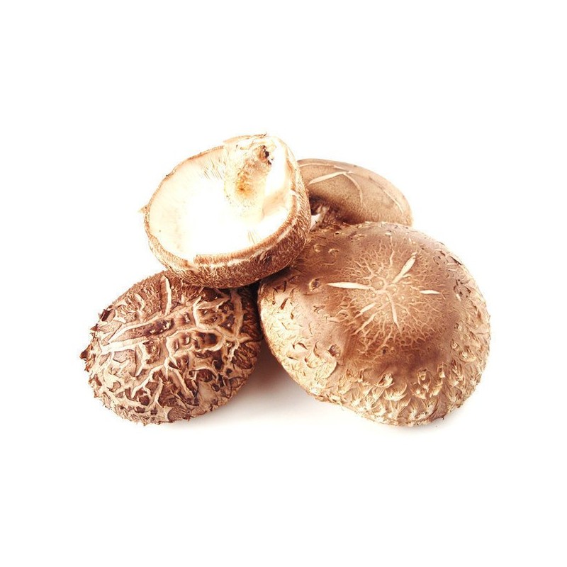 표고버섯 가루 분말 파우더 100g 국산 국내산 Shiitake Mushroom Powder