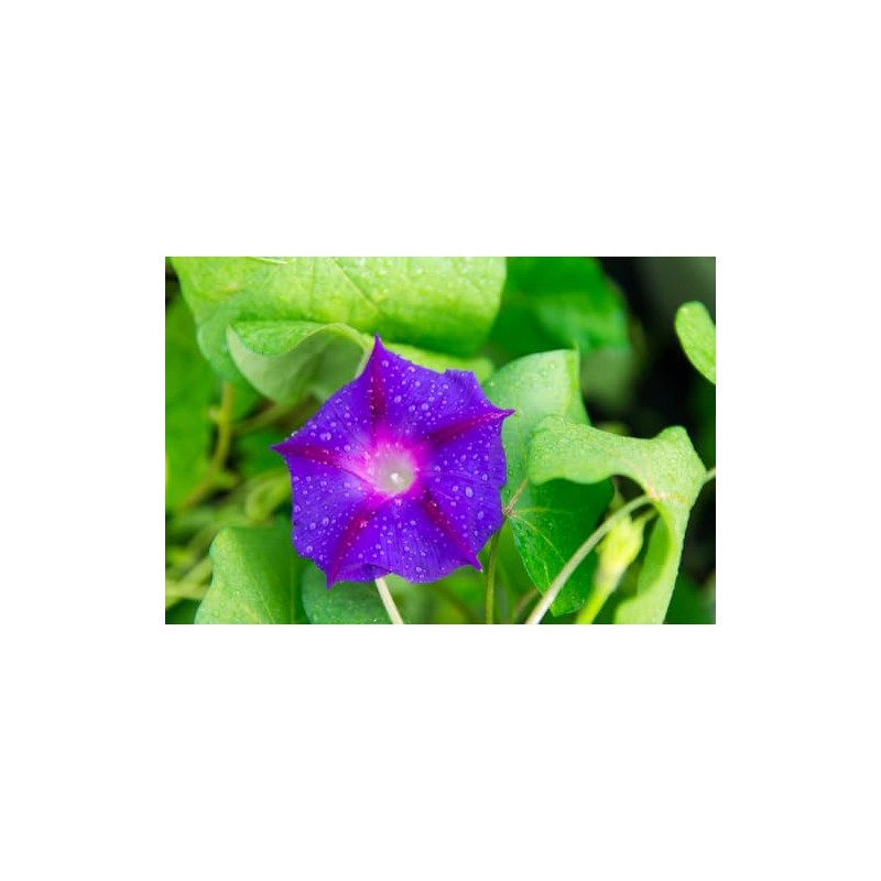Morning Glory Grandpa OTT Nice Garden Flower by Seed Kingdom