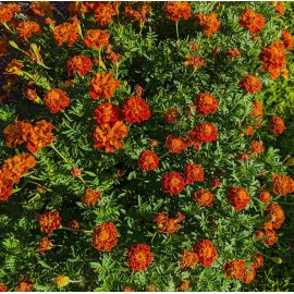 Home Grown 500 non-GMO, organic, hand-harvested