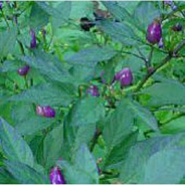 Bolivian Rainbow Hot Peppers Seeds (25 Seeds) Pepper Seeds for Planting, Greenhouse, Patio, Lawn & Garden