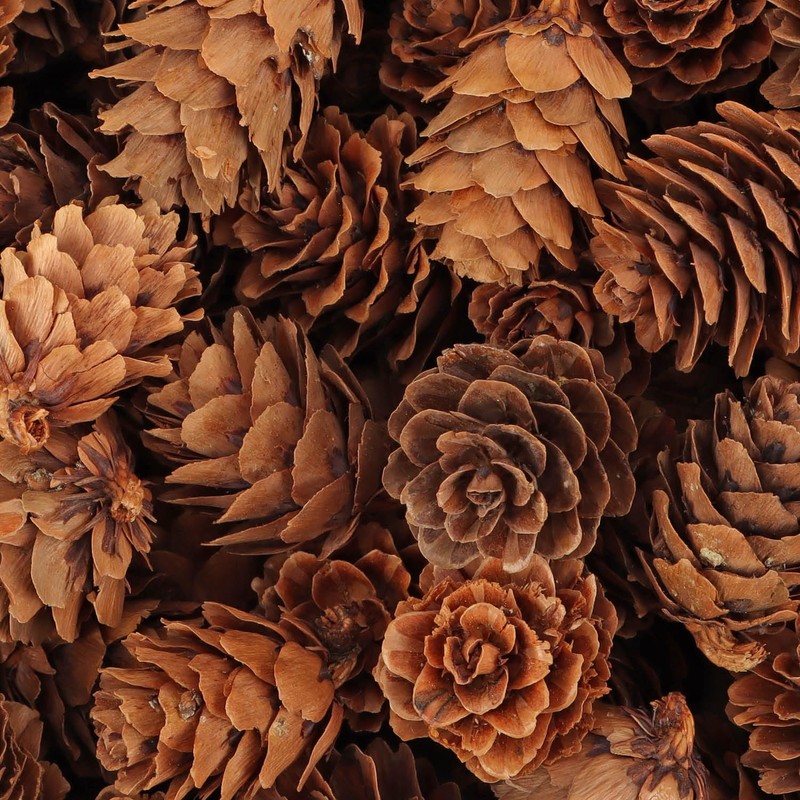 com-four® 200 x Decorative Cones Larch - Cones Decoration for