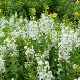 Angelonia Flower Garden Seeds - Serena White Improved - Packet of 10 Seeds - Pelleted - Annual Flower Gardening - Angelonia angustifolia