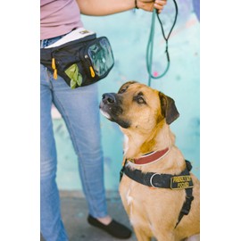 OllyDog Flagstaff Reflective Comfort Collar, Neoprene Padded Dog Collar, Reflective Trims for Night Runs, Extra Comfort for Active Dogs (Small, Clay Woodgrain)