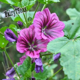 Fairy7Seas Hollyhock Seeds -Malva sylvestris- Purple Mallow Malva Braveheart - 10 Seeds