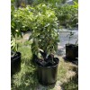 Tree VARIGATED PINK LEMON TREE (GRAFTED) 3 Feet Tall.