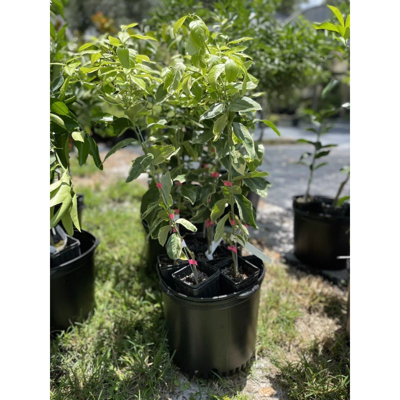 Tree VARIGATED PINK LEMON TREE (GRAFTED) 3 Feet Tall.