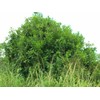 O'Neill Seeds 5 Macadamia Nut Seeds - Macadamia integrifolia -