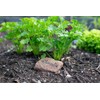 SAFLAX - Organic - Plain Leaved Parsley - 600 Seeds