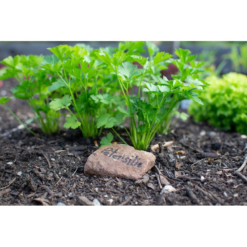 SAFLAX - Organic - Plain Leaved Parsley - 600 Seeds