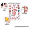 Digestive Organs Mini Poster Anatomy 34x24 cm Medical Teaching Medium