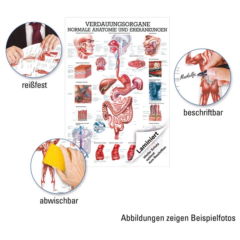 Digestive Organs Mini Poster Anatomy 34x24 cm Medical Teaching Medium