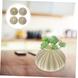 Beavorty 4Pcs sea Urchin Shells for Craft air Plant Tillandsia planters air Fern Display Container Natural sea Shell Purple sea Urchin Shells Nautical Beach Miniature Tree Planter Seaside