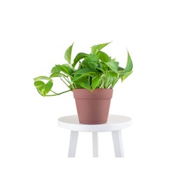 Leaf & Linen Favorites Collection The Devil's Ivy Golden Pothos, Heart-Shaped Leaves Fast Vining Indoor/Outdoor Houseplant, Terra