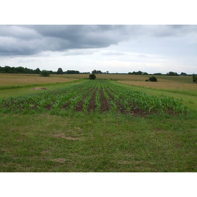 Reid's Yellow Dent Field Corn Open Pollinated Not GMO 100