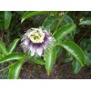Buy Rare Seeds Passiflora edulis Flavicarpa | Yellow Passionfruit |