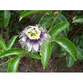 Buy Rare Seeds Passiflora edulis Flavicarpa | Yellow Passionfruit | 20_Seeds