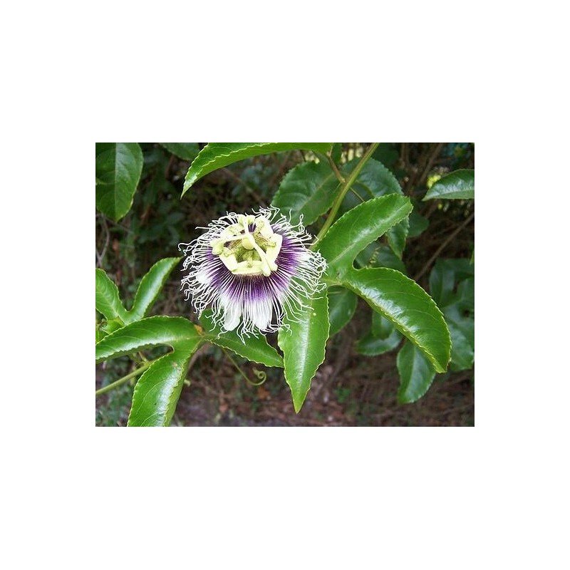 Buy Rare Seeds Passiflora edulis Flavicarpa | Yellow Passionfruit |