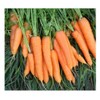 PREMIER SEEDS DIRECT - Organic Flyaway F1 Carrot Seeds, Approx