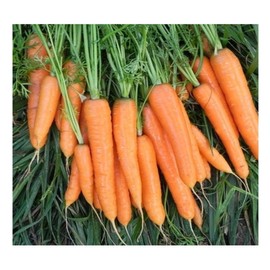 PREMIER SEEDS DIRECT - Organic Flyaway F1 Carrot Seeds, Approx 400 Seeds