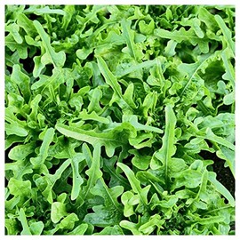 Everwilde Farms - 1 Oz Oakleaf Lettuce Seeds - Gold Vault