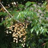 Melia Azedarach (China Berry, Bead Tree) Tree Seeds, Attractive Foliage,
