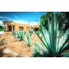 Zodax | San Lucas 7 Piece Tequila Serving Set |