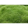 Emerald Zoysia (Zoysia Emerald) grass seeds-1/8 lb