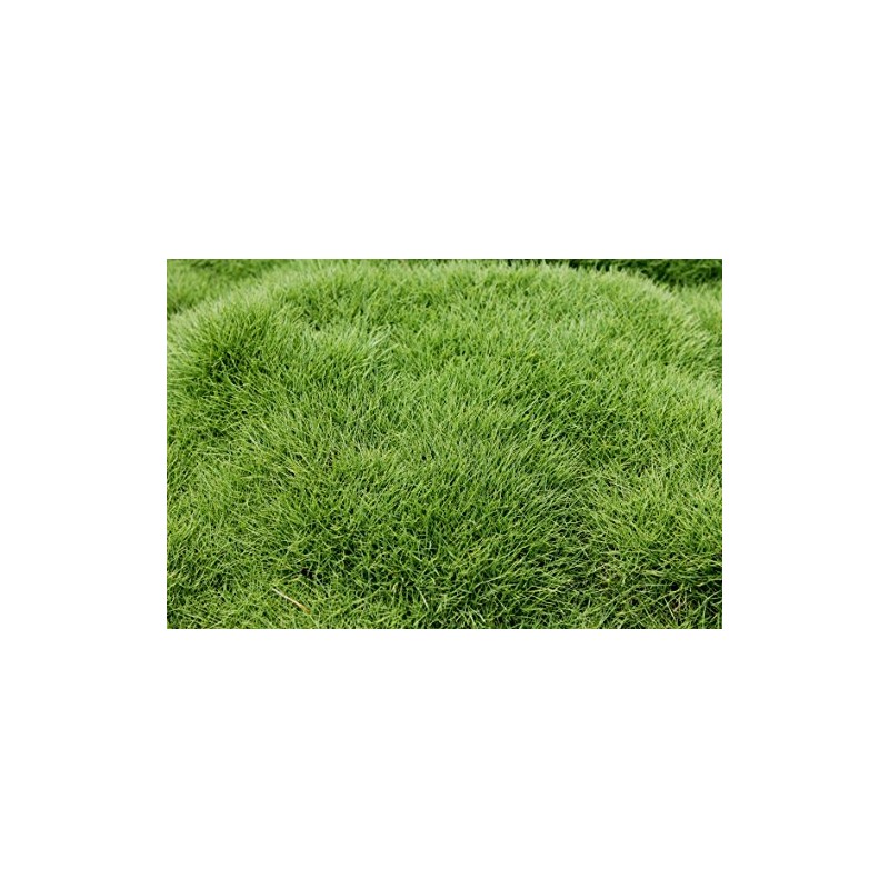 Emerald Zoysia (Zoysia Emerald) grass seeds-1/8 lb