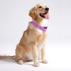 haoyueer Reflective Nylon Martingale Collar, Heavy Duty Nylon Escape-proof Martingale