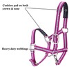 Adjustable Horse Headcollar, Training Halter, Heavy Duty Nylon Padded with