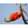 Erythrina variegata | Thorny Dadap | Easter Flower |Indian Coral