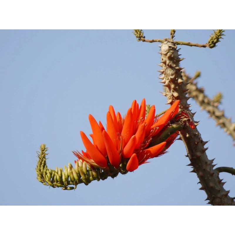 Erythrina variegata | Thorny Dadap | Easter Flower |Indian Coral