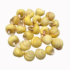 PEPPERLONELY 24 PC Yellow Snail Sea Shells, 3/4 Inch ~ 1 Inch (#77791 Yellow)