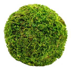 SuperMoss (25441 Moss Balls Decorative Centerpiece Vase Bowl Fillers, Fresh Green, 2.5 in