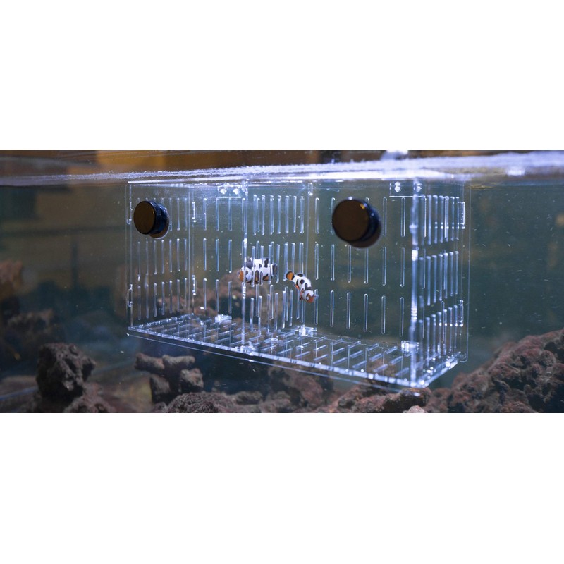 Reefing Art Magnetic Acclimation Box fish Breeder Nursery isolation Tank