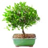 Brussel's Bonsai Live Satsuki Azalea Flowering Bonsai Tree - Small,