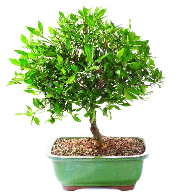 Brussel's Bonsai Live Satsuki Azalea Flowering Bonsai Tree - Small,