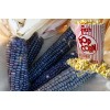 HS 30+ Shaman's Blue Popcorn Seeds | Grow your own