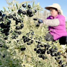 JINQI Dried Black Goji Berries Black Gou qi 黑枸杞 7.05oz/200g (3.52oz/100g*2) Black Wolfberry, Holiday Gifts, Tea Gifts, Can be Eaten Dry/Make Water/Make Wine/Make Soup