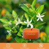 pajoma® Tea Lights Pack of 8, Orange, 64 Scented Tea
