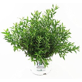 Proven Winners - Deutzia Yuki Snowflake (Yuki Snowflake Deutzia) Shrub, white flowers, #2 - Size Container